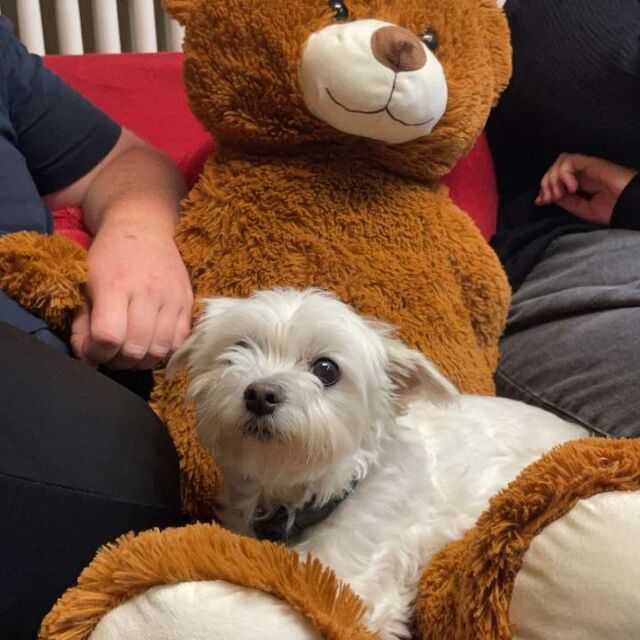 Betty im Schoß eines riesigen Teddys