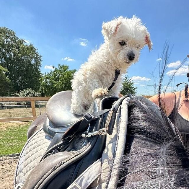 Betty auf einem Pferd